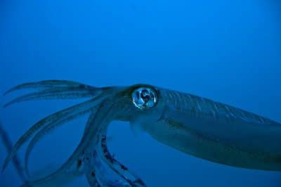 Уникального кальмара зафиксировали ученые на глубине более километра — видео