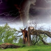 Сломанное ветром дерево и торнадо коллаж