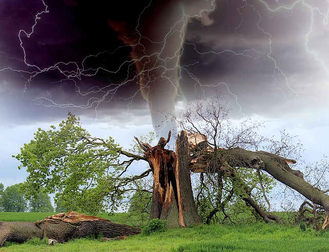 Сломанное ветром дерево и торнадо коллаж