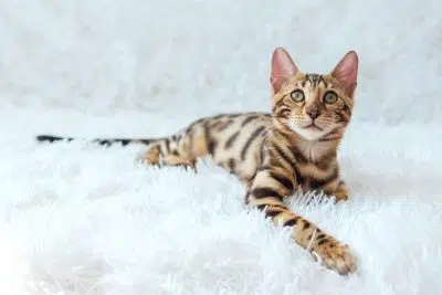 Бенгальский кот кошка фото