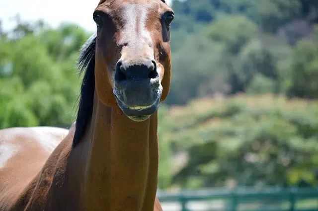 Лошадь фото