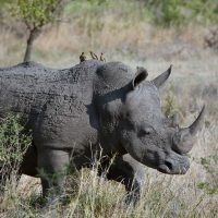 Носорог фото