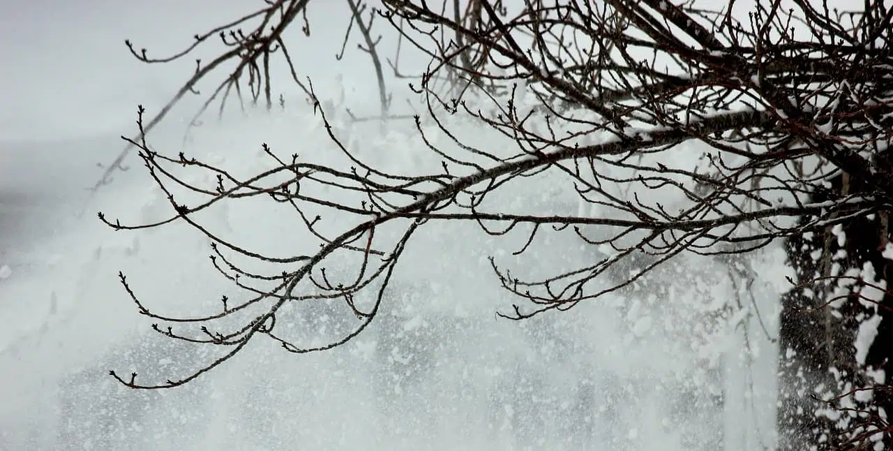 Снежная буря деревья фото