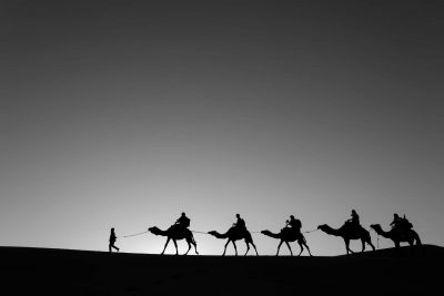 Израильтяне спасли раненого верблюда в пустыне