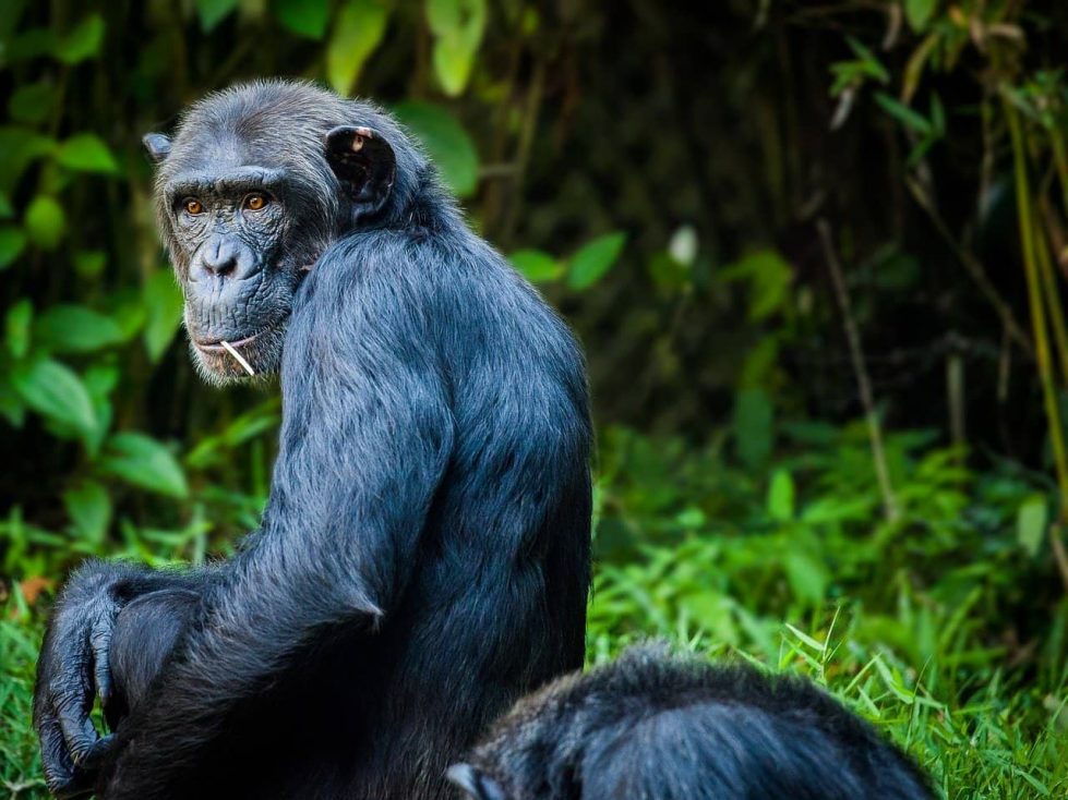 шимпанзе фото