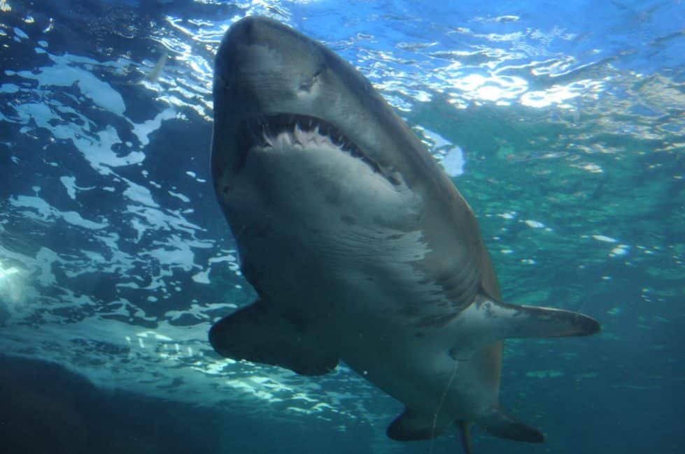 Большая акула фото