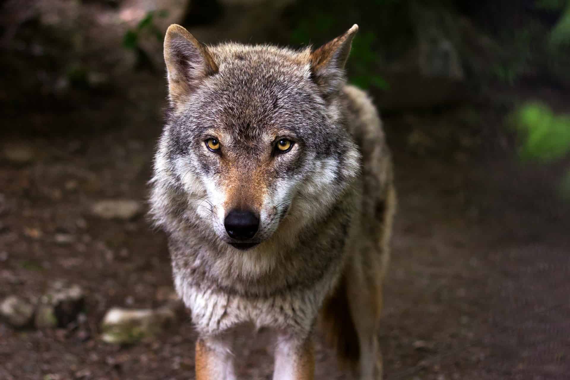 В США волки после истребления оленей начали массово охотиться на другой вид животных