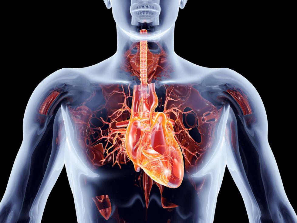 тело человека организм сердце картинка
