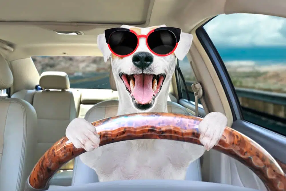 Собака за рулем авто фото