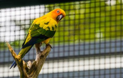 Почему попугаи безжалостно убивают своих детенышей – новое открытие ученых