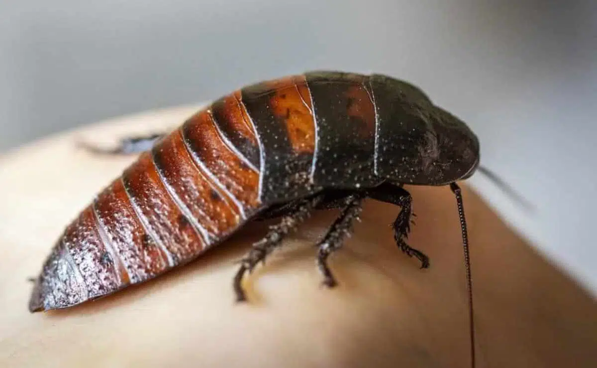 Мадагаскарский шипящий таракан фото