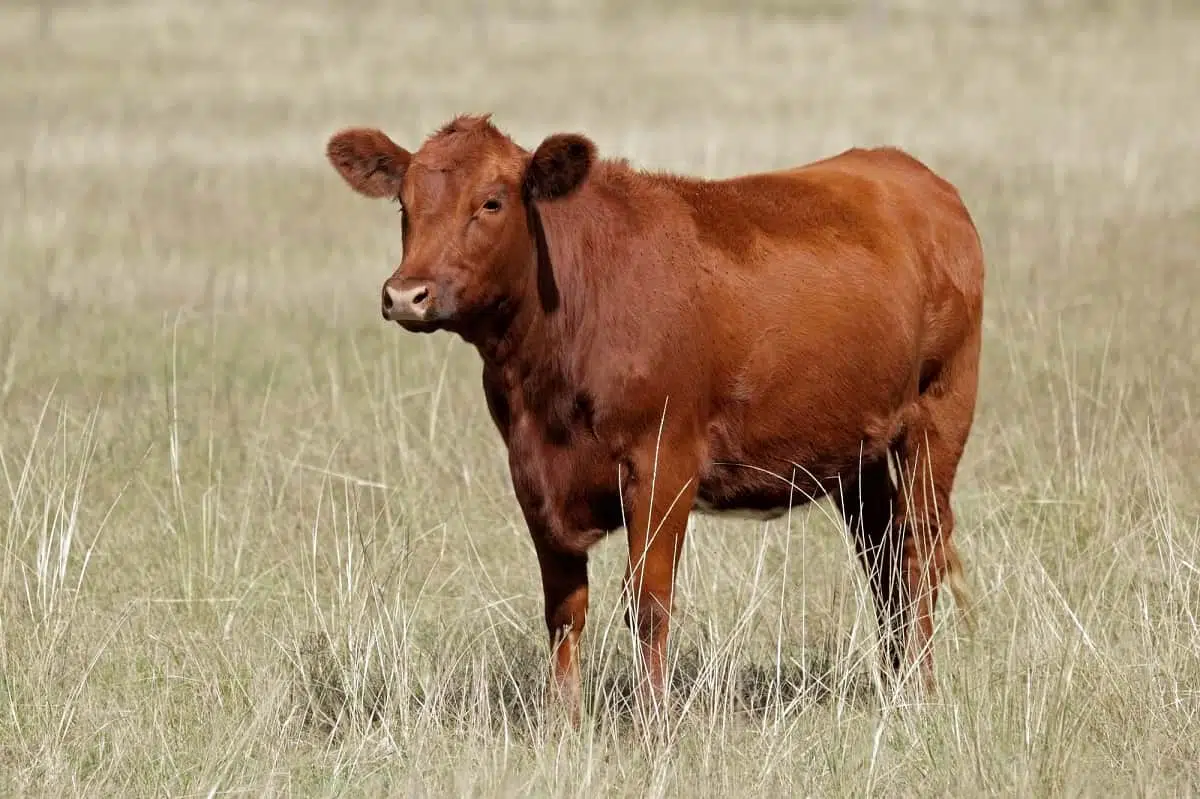 Рыжая корова фото