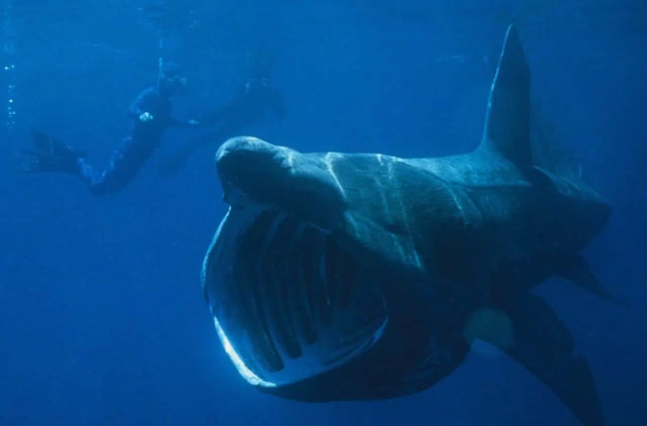 Mysterious circles of basking sharks explained