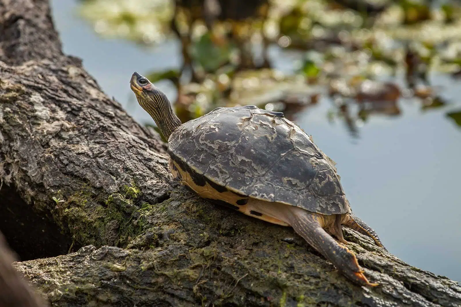 Индийская узкоголовая черепаха фото