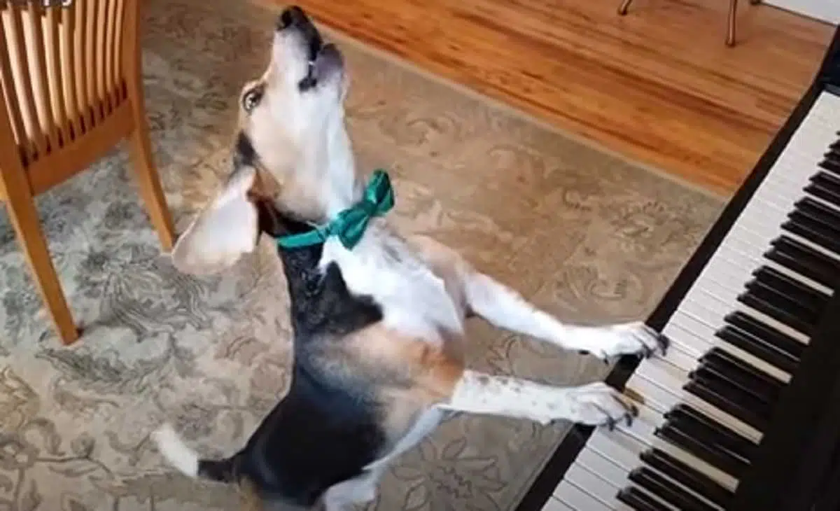 Собака играет на пианино скриншот