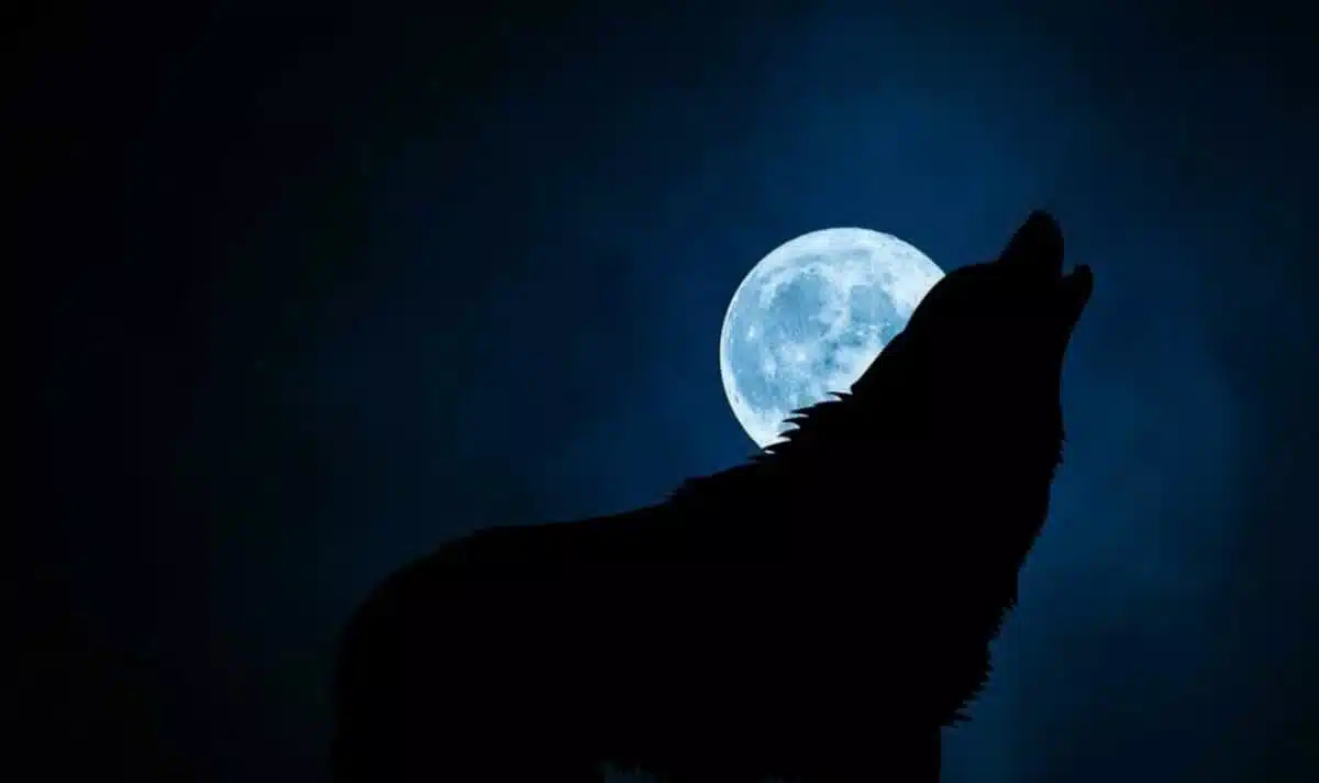 волк фото