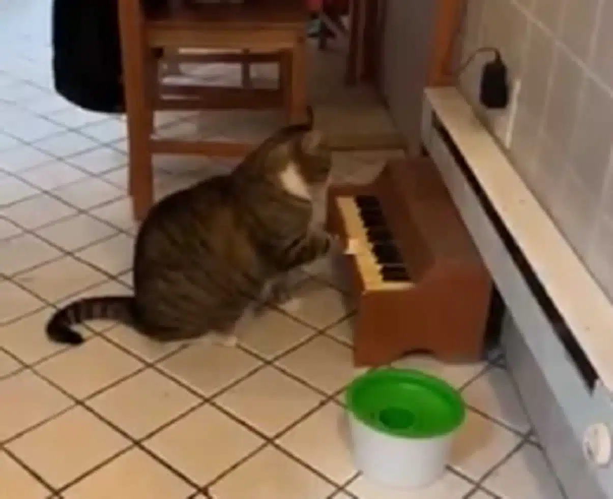 Кот играет на пианино скриншот