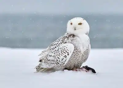 Белая сова фото