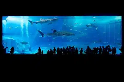 Аквариум с акулами фото