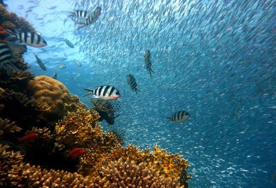 Исследование израильских ученых может помочь коралловым рифам выжить
