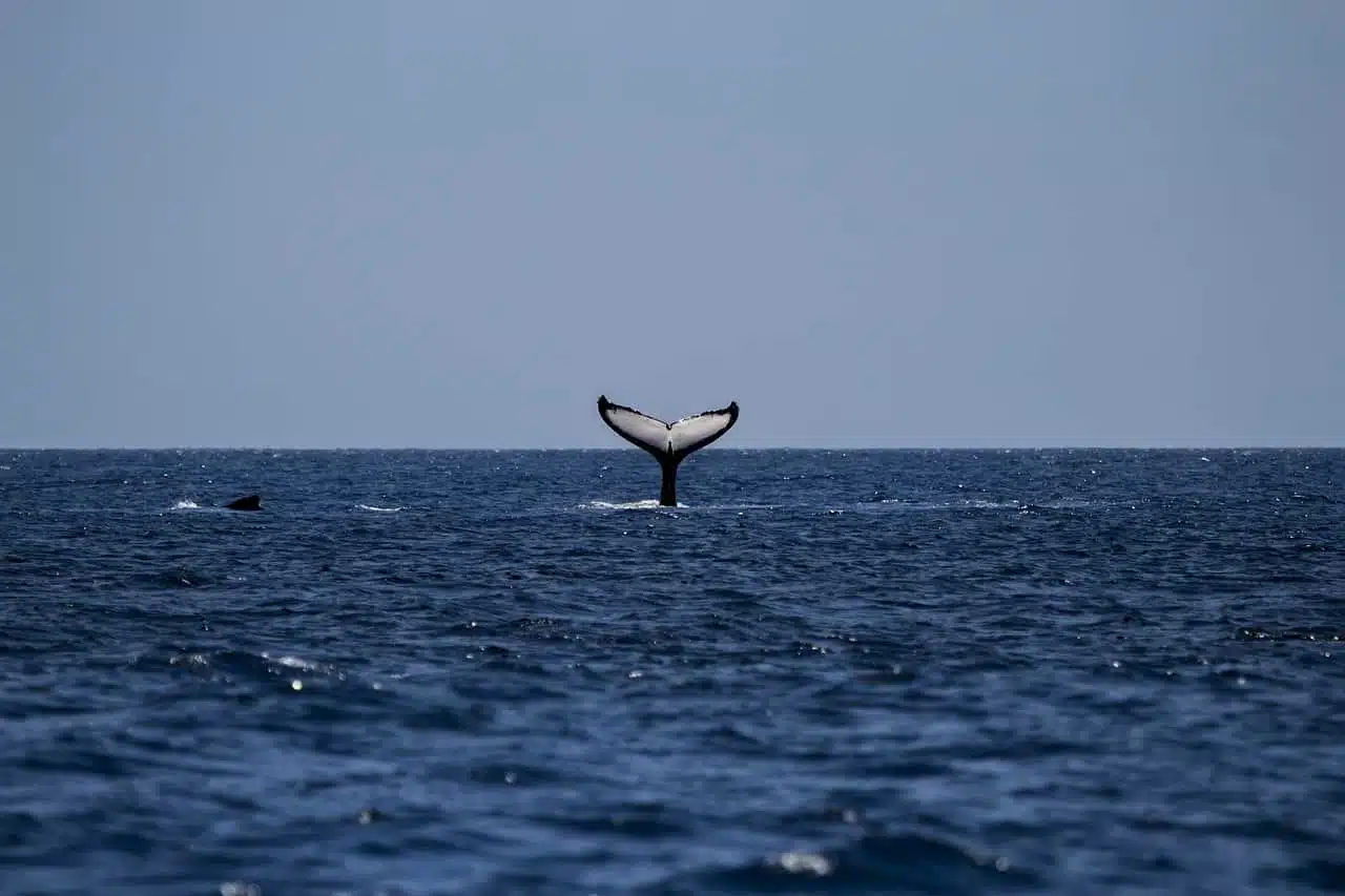 Горбатый кит фото