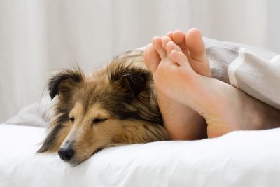 Ученые рассказали, почему не стоит пустить домашних животных в кровать