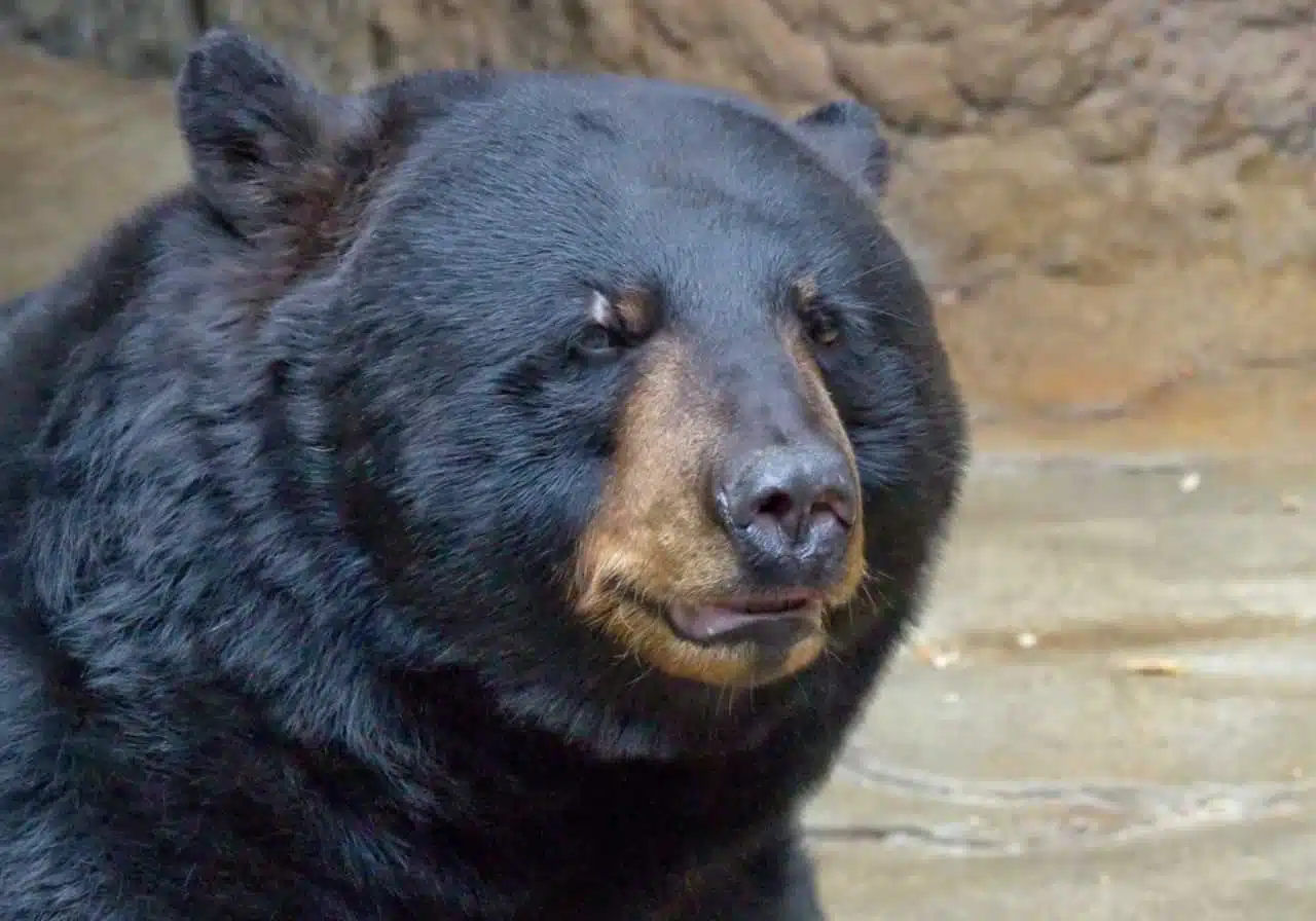 Американский черный медведь (Ursus americanus) фото