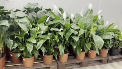 Названо идеальное количество растений для дома