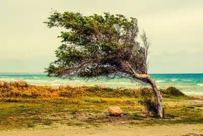 дерево, сильный ветер фото