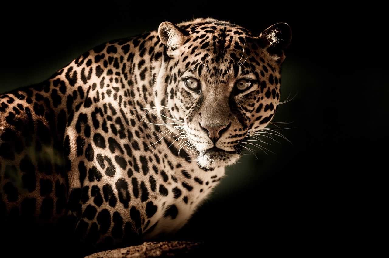 Cute Leopard Cub Chases Mom