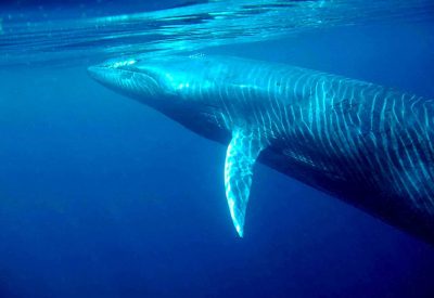 Ученые поведали всю правду о китах и их влиянии на климат