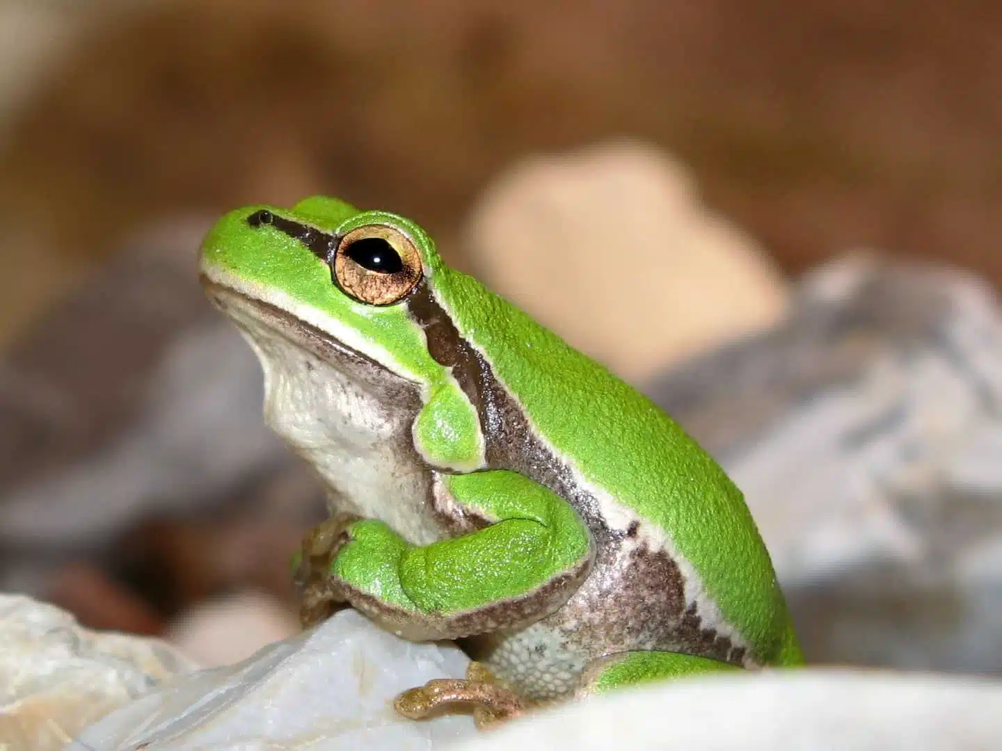 Квакша или зеленая древесная лягушка фото