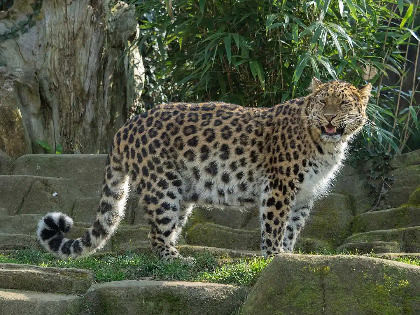 Дальневосточный леопард, амурский леопард, амурский барс или восточносибирский леопард фото