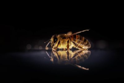 Укус пчелы или осы: как правильно действовать и когда обращаться ко врачу