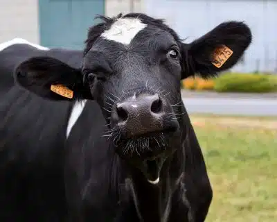 Корова фото