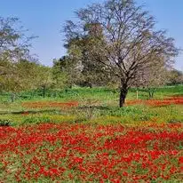 цветы Израиль цветение фото