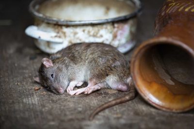 На спящего в поезде мужчину вылезла гигантская крыса