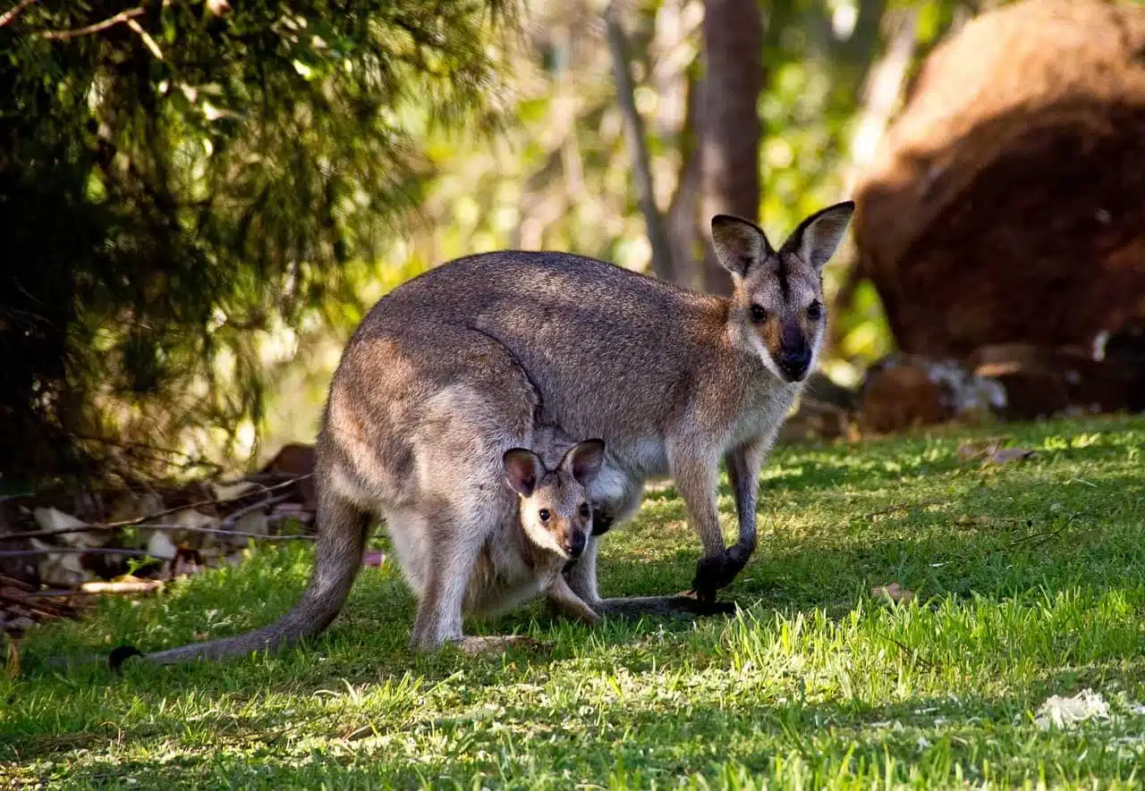 Порно kenguru