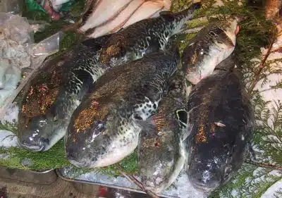Рыба Фугу фото