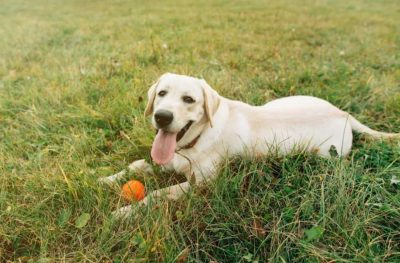 Ветеринары рассказали, почему собаки едят траву и в каком случае это опасно