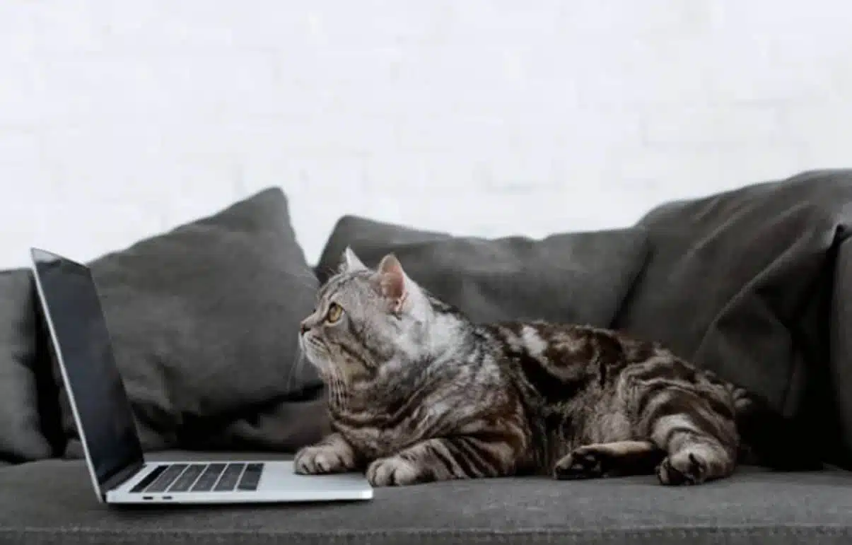 Кот с ноутбуком фото