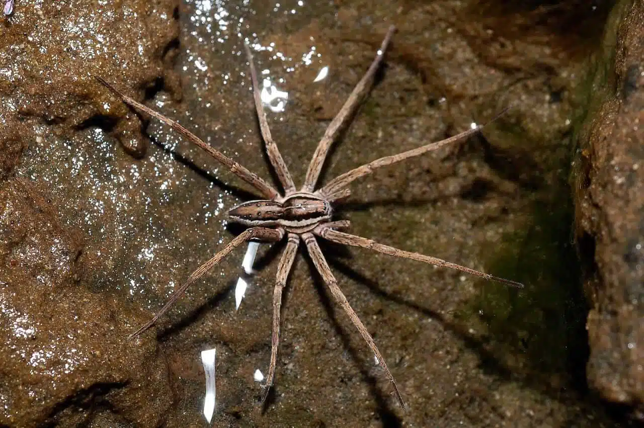 Паук Dolomedes фото