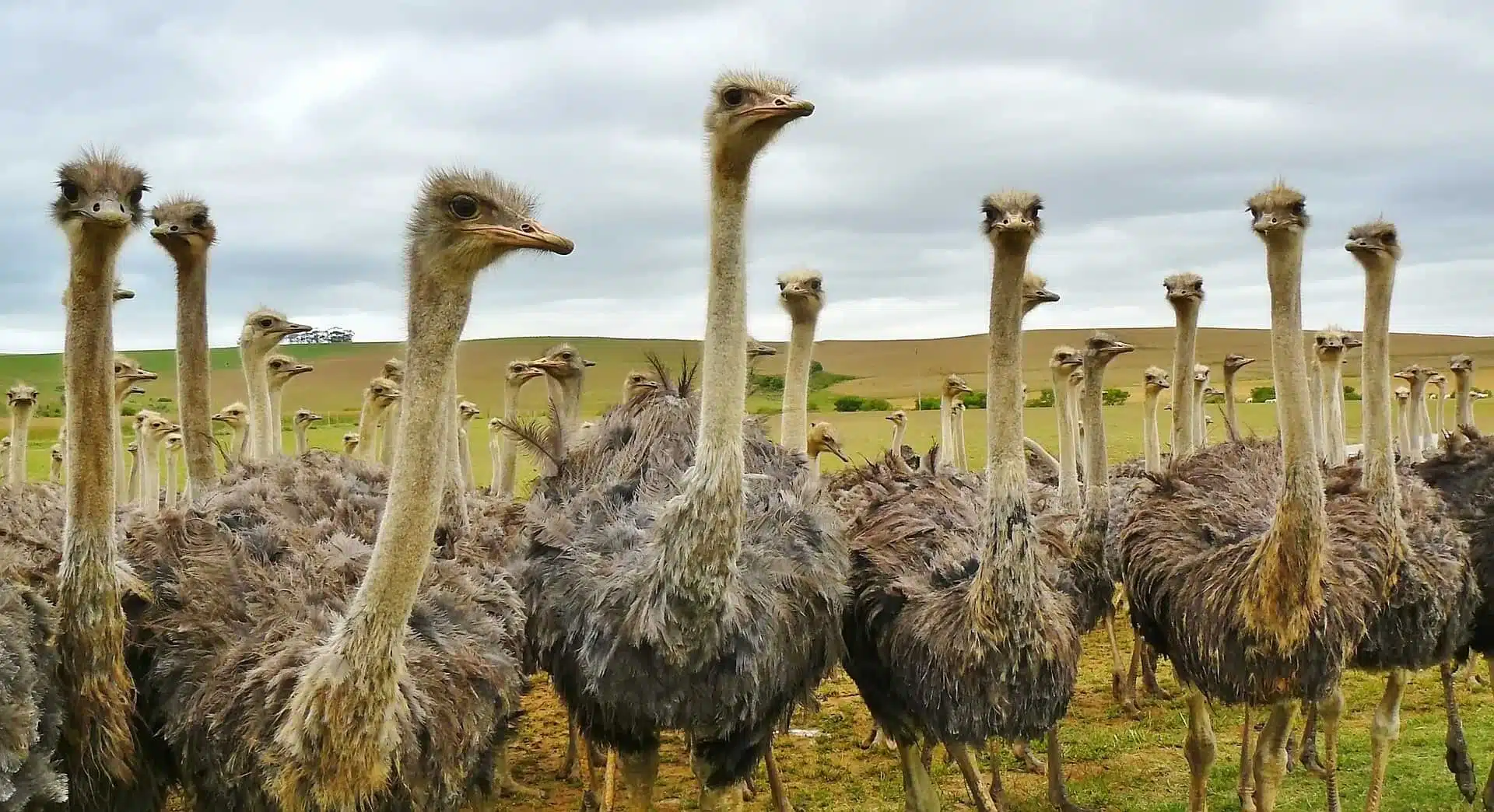 Ostriches dance in circles