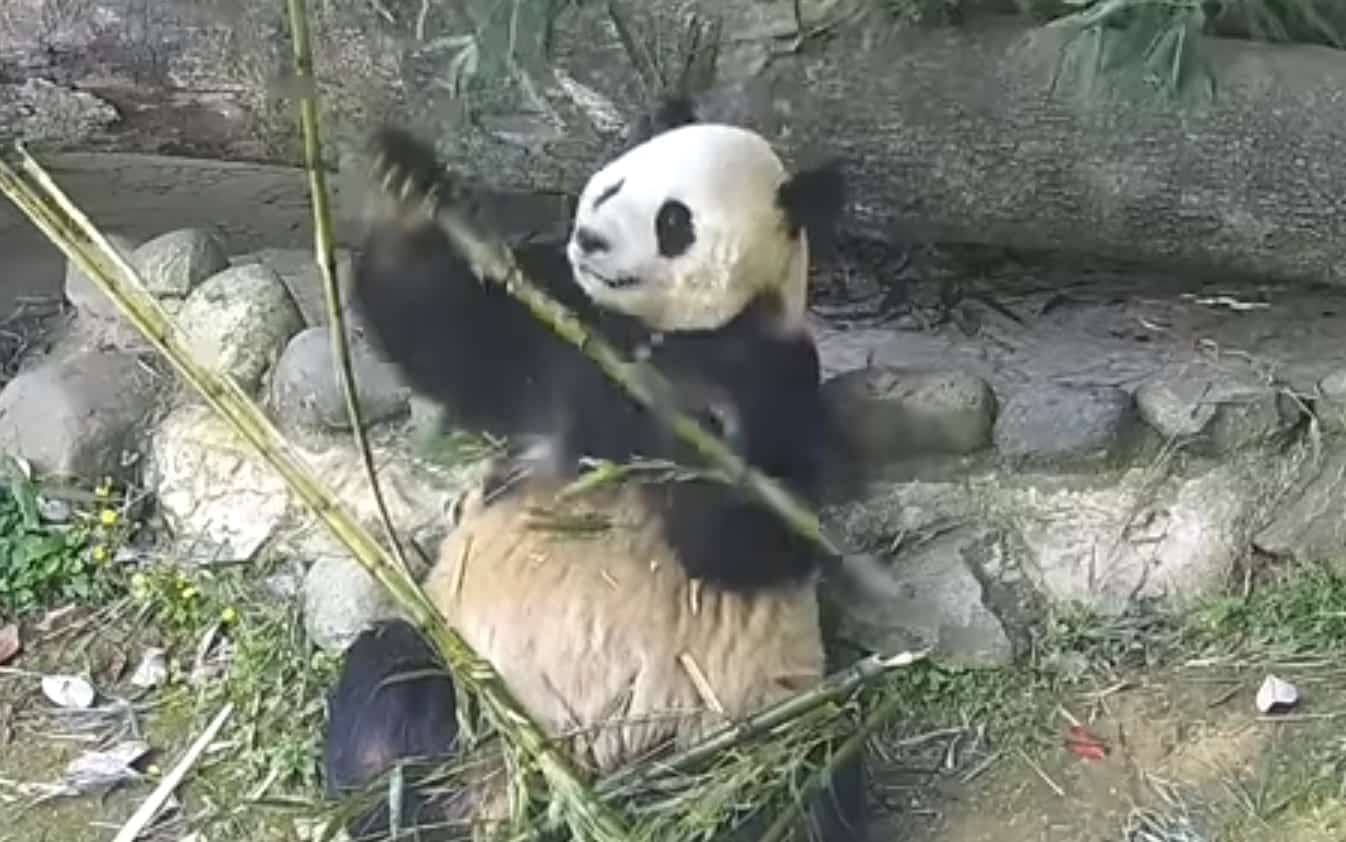 Сеть умилила переборчивая панда, которая была не в восторге от качества бамбука