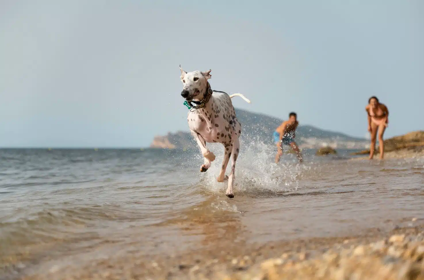 Собака на пляже фото