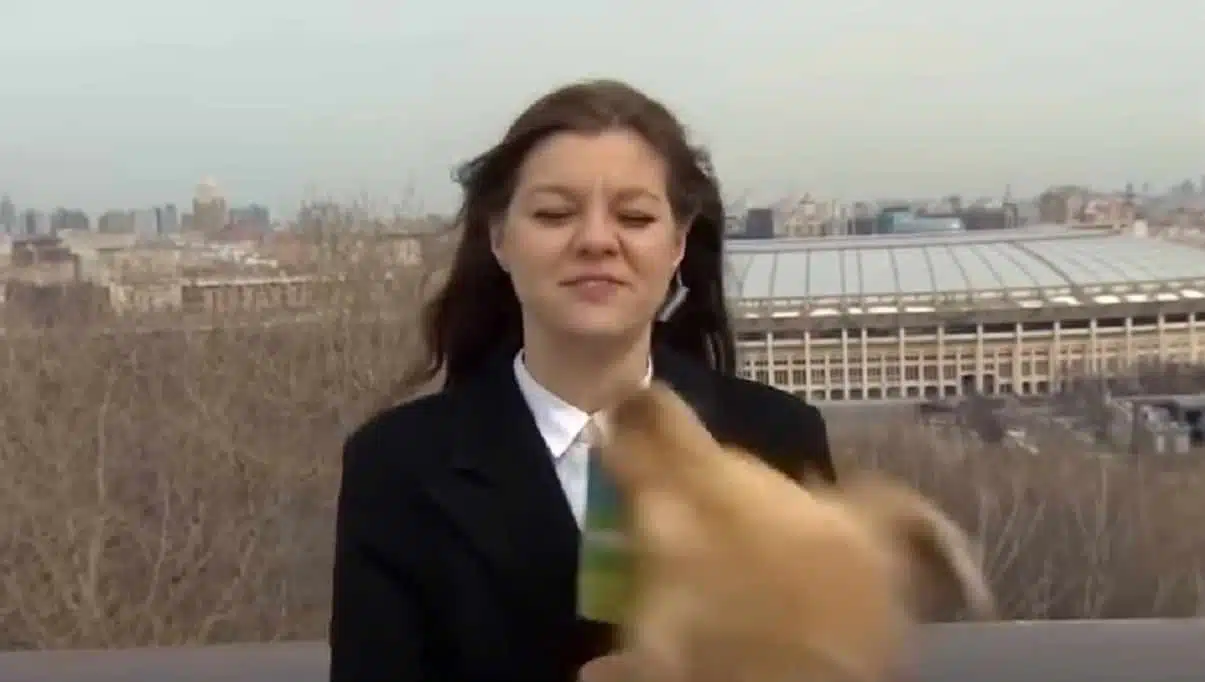 Собака крадет микрофон у журналистки скриншот