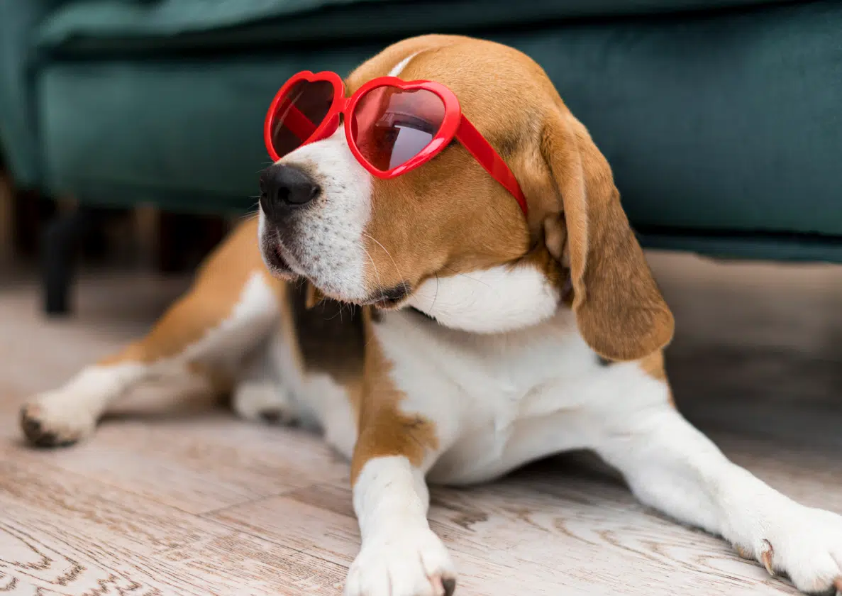 Собака в очках жара фото