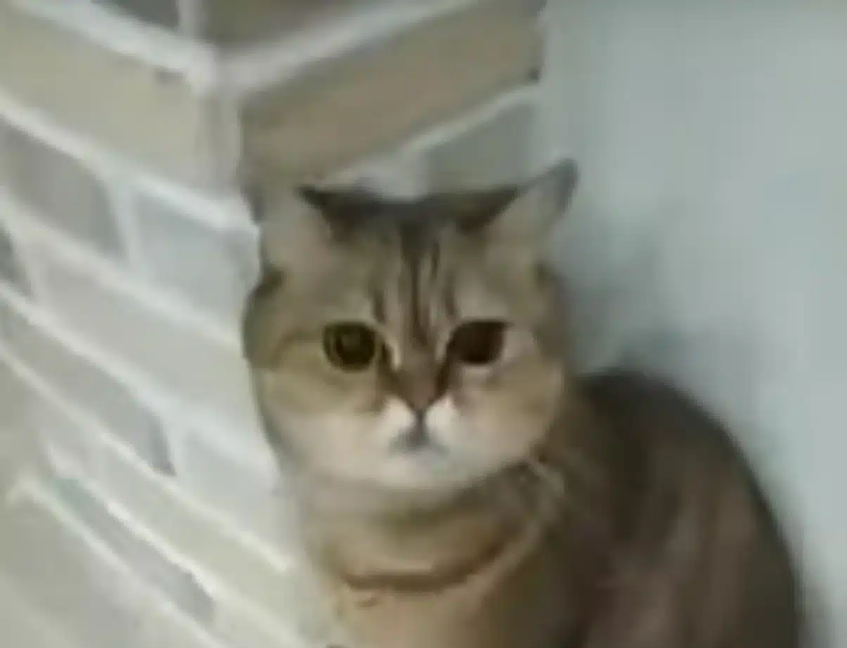 Говорящий кот из Японии удивил пользователей Сети (видео)