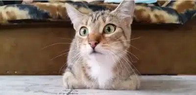 Кошка скриншот