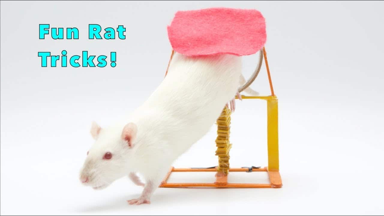 Omelet the Rats Awesome Tricks - Part 1!